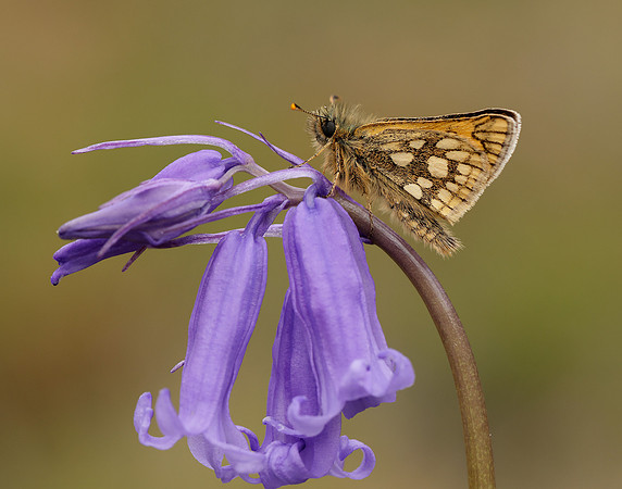 Chequered Skipper Carterocephalus palaemon