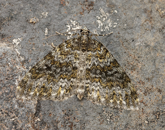 70.071 BF1743 Yellow-ringed Carpet Entephria flavicinctata