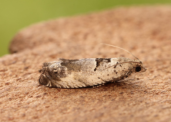 49.249 BF1134 Epinotia ramella