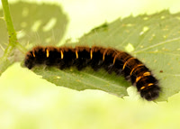 66.008 BF1638 Fox Moth Macrothylacia rubi