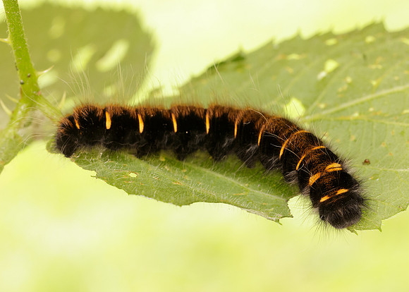 66.008 BF1638 Fox Moth Macrothylacia rubi