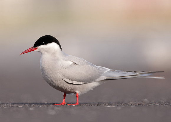Arctic Tern Sterna paradisaea