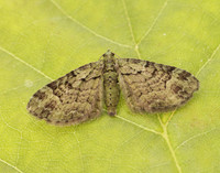 70.144 BF1860 Green Pug Pasiphila rectangulata