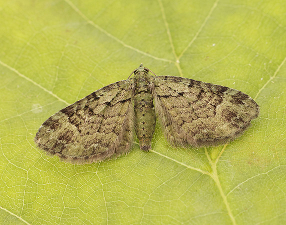 70.144 BF1860 Green Pug Pasiphila rectangulata