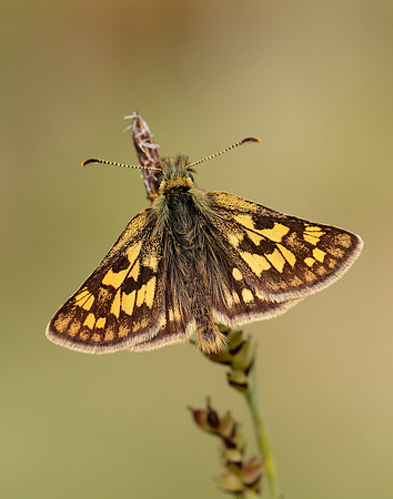 Chequered Skipper Carterocephalus palaemon