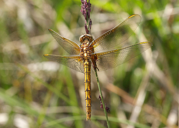 Keeled Skimmer Orthetrum coerulescens