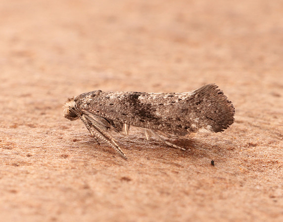 16.015 BF437 Swammerdamia caesiella