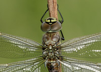 Common Hawker Aeshna juncea