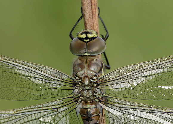 Common Hawker Aeshna juncea