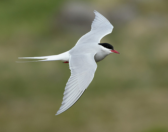 Arctic Tern Sterna paradisaea