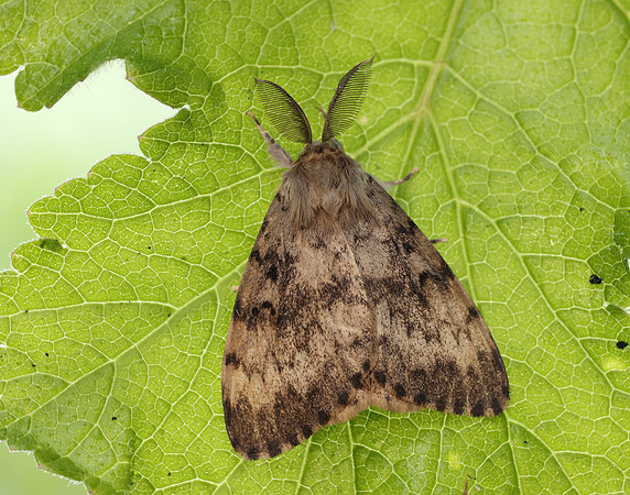 72.011 BF2034 Gypsy Moth Lymantria dispar