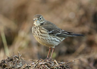 Buff-bellied Pipit Anthus rubescens