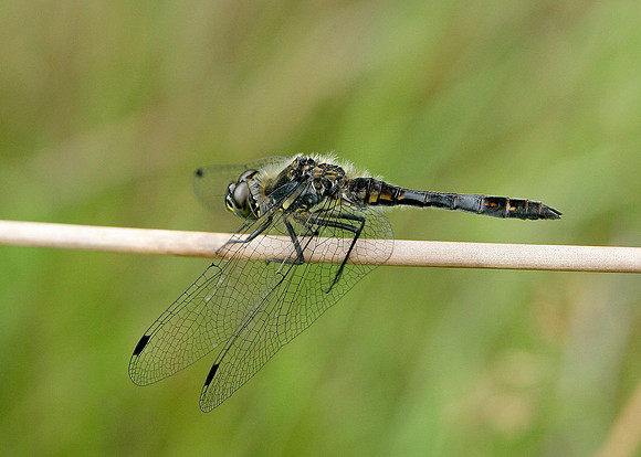 Black Darter Sympetrum danae