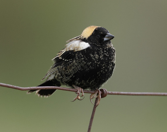 Bobolink Dolichonyx oryzivorus