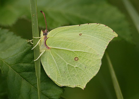 Brimstone Gonepteryx rhamni