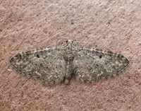70.190 BF1837 Grey Pug Eupithecia subfuscata