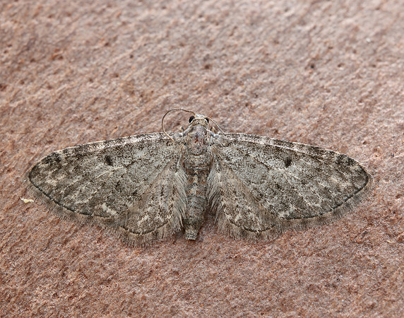 70.190 BF1837 Grey Pug Eupithecia subfuscata