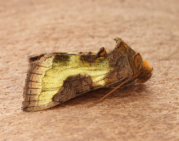 73.012 BF2434 Burnished Brass Diachrysia chrysitis