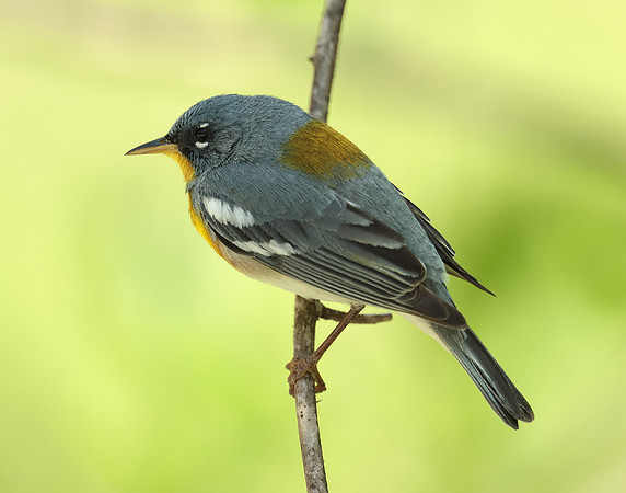 Northern Parula