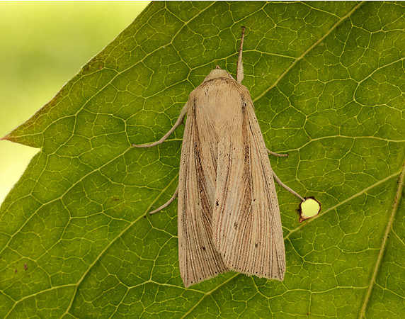 3.294 BF2197 Southern Wainscot Mythimna straminea
