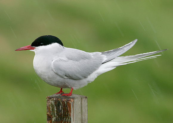 Arctic Tern Sterna paradisaea