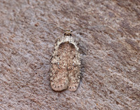 32.018 BF688 Agonopterix heracliana
