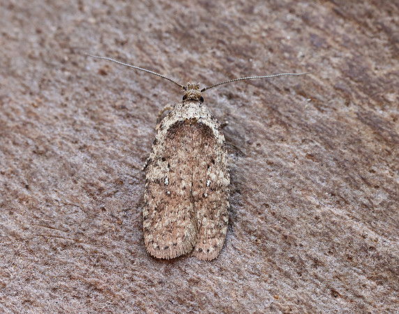 32.018 BF688 Agonopterix heracliana