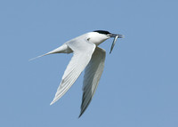 Sandwich Tern Sterna sandvicensis