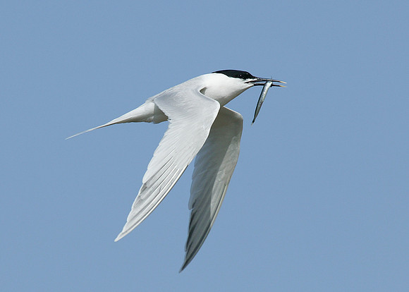 Sandwich Tern Sterna sandvicensis