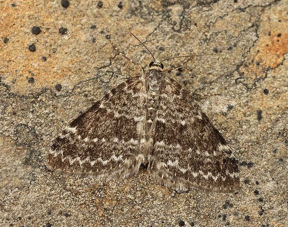 70.072 BF1744 Grey Mountain Carpet Entephria caesiata