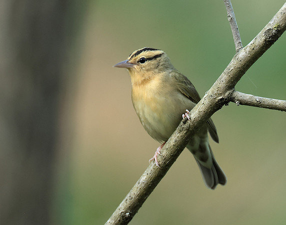 Worm-eating Warbler Helmitheros vermivorum