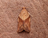 49.039 BF998 Light Brown Apple Moth Epiphyas postvittana