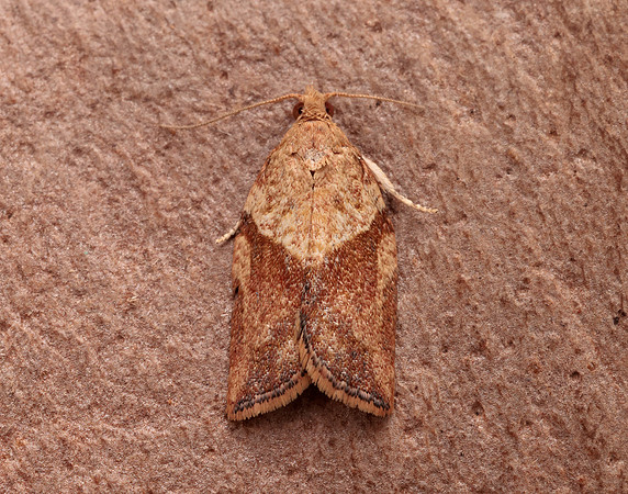49.039 BF998 Light Brown Apple Moth Epiphyas postvittana