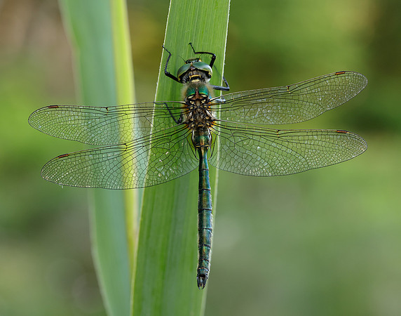 Brilliant Emerald Somatochlora metallica