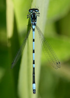 Variable Damselfly Coenagrion pulchellum
