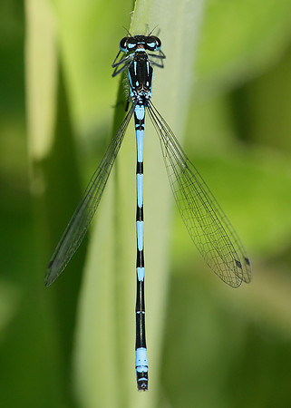 Variable Damselfly Coenagrion pulchellum