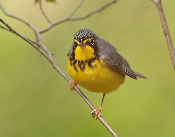 Canada Warbler Cardellina canadensis