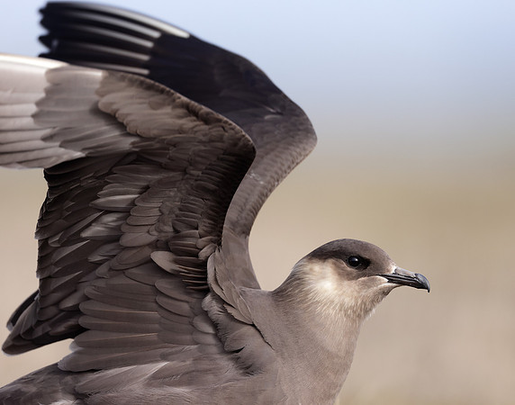 Arctic Skua Stercorarius parasiticus