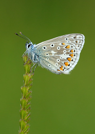 Common Blue Polyommatus icarus