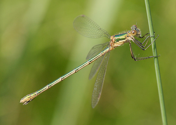 Emerald Damselfly Lestes sponsa