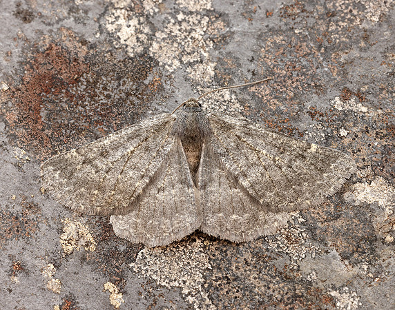 70.285 BF1963 Scotch Annulet Gnophos obfuscata