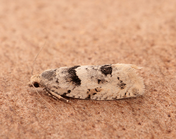 49.254 BF1133 Epinotia bilunana