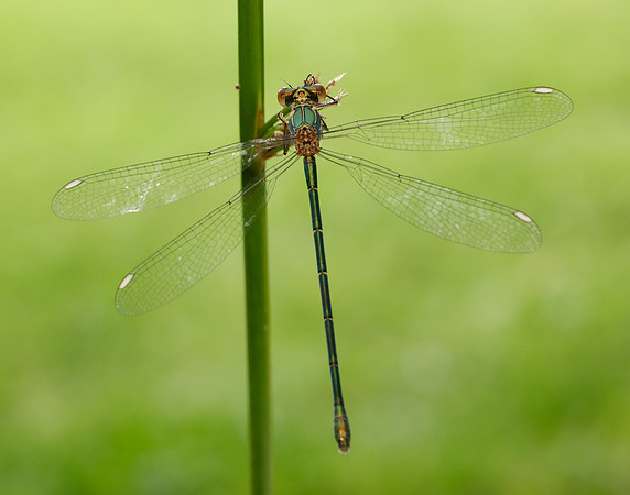 Willow Emerald Chalcolestes viridis