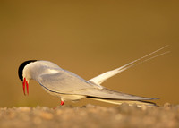 Arctic Tern Sterna paradisaea