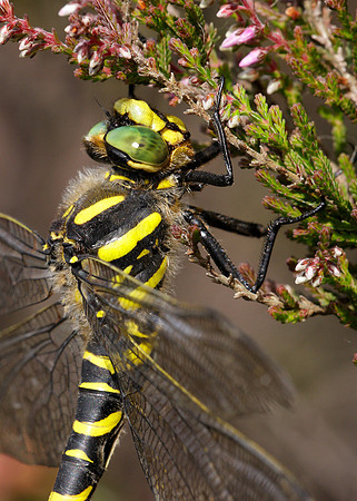 Golden-ringed Dragonfly Cordulegaster boltonii