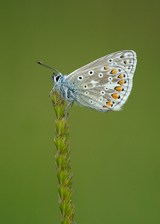 Common Blue Polyommatus icarus