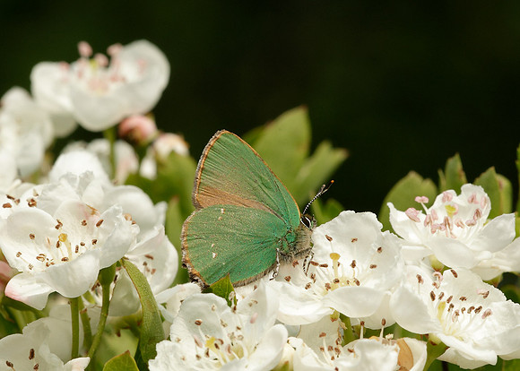 Green Hairstreak Callophrys rubi