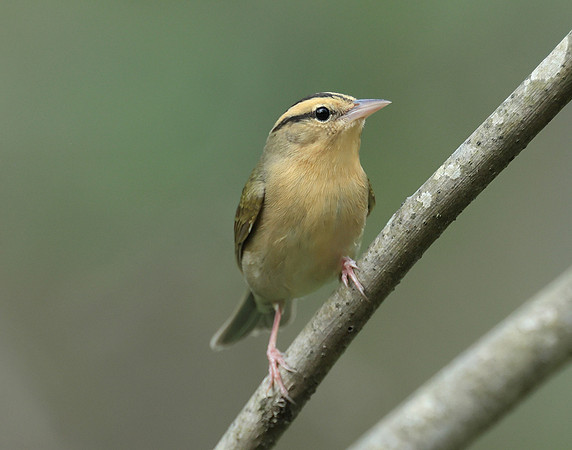 Worm-eating Warbler Helmitheros vermivorum