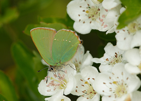 Green Hairstreak Callophrys rubi