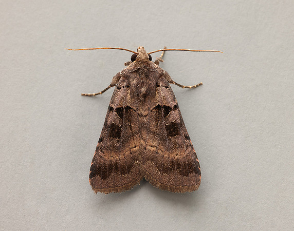 73.354 BF2131 Square-spotted Clay Xestia stigmatica